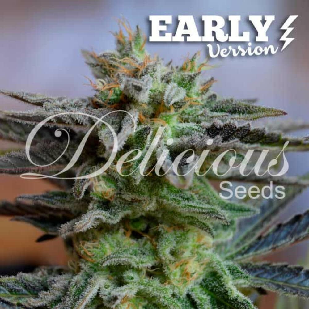 Weedy Seeds Купить Семена Конопляные